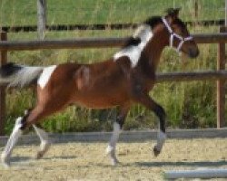 dressage horse Pedro S (Lewitzer, 2015, from Percy)