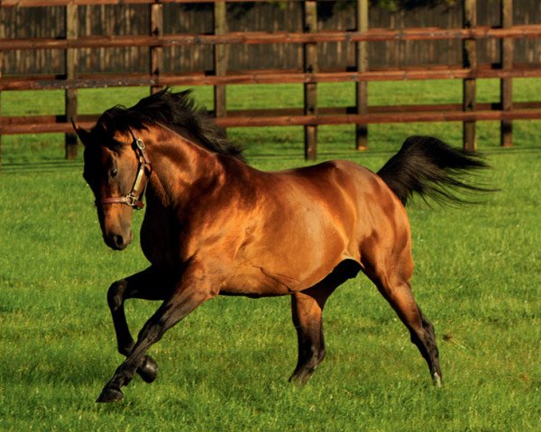 stallion Farhh xx (Thoroughbred, 2008, from Pivotal xx)