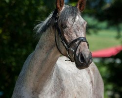 stallion Limp Bizkit 6 (German Warmblood, 2015, from Cayanosch)