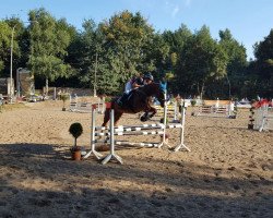 jumper Renaldino 2 (Hanoverian, 2010, from Rebell Junior)