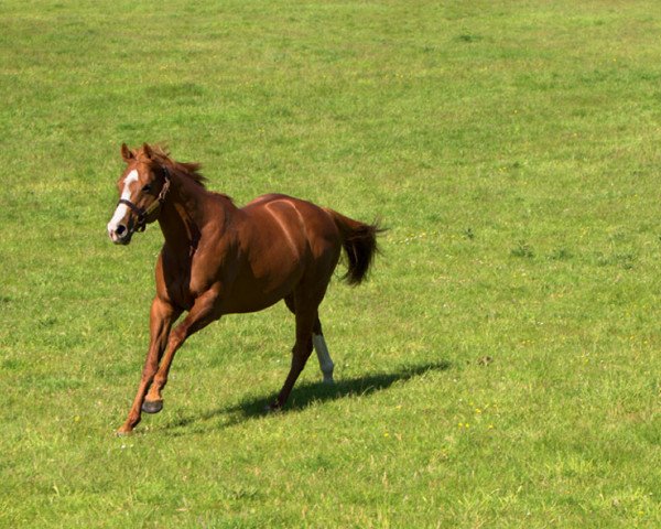 stallion Dawn Approach xx (Thoroughbred, 2010, from New Approach xx)