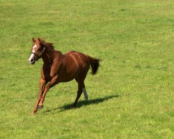 stallion Dawn Approach xx (Thoroughbred, 2010, from New Approach xx)