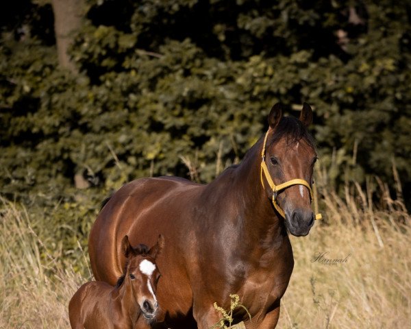 Dressurpferd Vanlliers S (Deutsches Reitpony, 2021, von Top Vancouver)