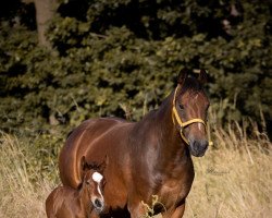 dressage horse Vanlliers S (German Riding Pony, 2021, from Top Vancouver)