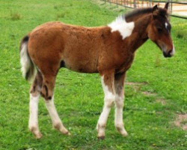 horse Gianluca S (Lewitzer, 2008, from Graveur)