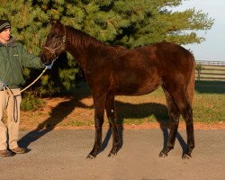 horse Ash N' Em xx (Thoroughbred, 2016, from Paynter xx)