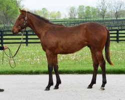 horse Zypto xx (Thoroughbred, 2016, from Bodemeister xx)