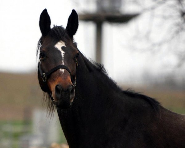 broodmare Geraldine 181 (Trakehner, 2006, from Summertime)