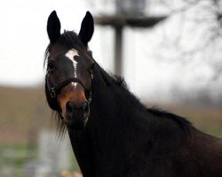 Zuchtstute Geraldine 181 (Trakehner, 2006, von Summertime)