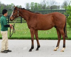 horse Hengst von Afleet Alex xx (Thoroughbred, 2016, from Afleet Alex xx)