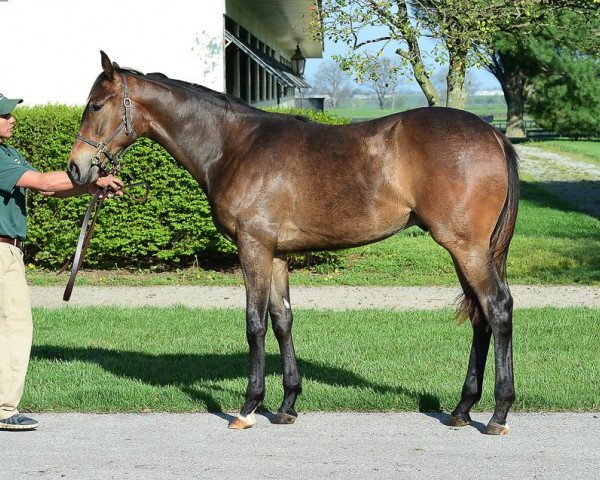 horse Yared xx (Thoroughbred, 2016, from Pioneerof The Nile xx)