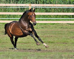 Zuchtstute Schwalbenliebe (Trakehner, 2006, von Kostolany)