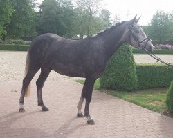 Dressurpferd Der Herbert (Deutsches Reitpony, 2013, von Dreidimensional AT NRW)