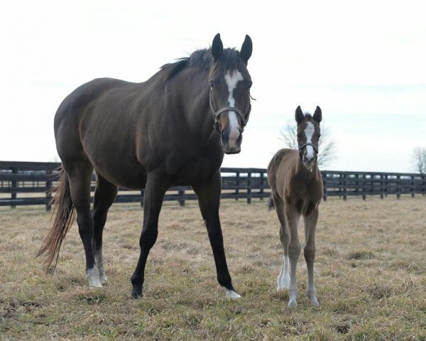 horse Hengst von Frosted xx (Thoroughbred, 2018, from Frosted xx)