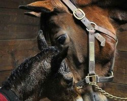 horse Hengst von Shanghai Bobby xx (Thoroughbred, 2018, from Shanghai Bobby xx)