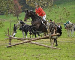 Springpferd Georgina B (Oldenburger, 2002, von Landcapitol)