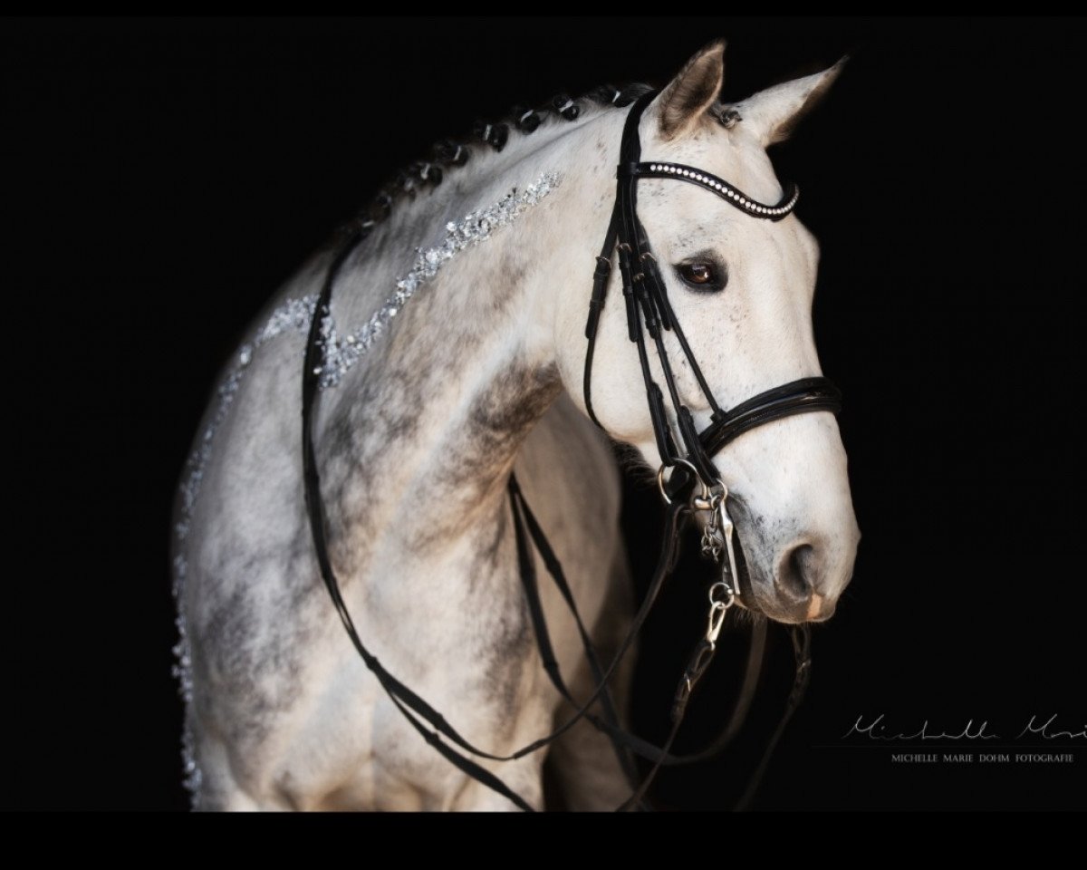 dressage horse Don Cavalino (Westphalian, 2012, from den Haag 12)