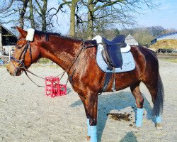 broodmare Crösa-Maja (Oldenburg show jumper, 2009, from Cascall)