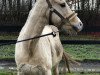 broodmare Dancing Queen (German Riding Pony, 2003, from Madison)