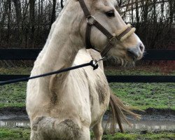 broodmare Dancing Queen (German Riding Pony, 2003, from Madison)