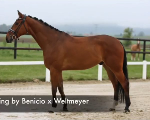 dressage horse Bonfire Heart Gh (Hanoverian, 2013, from Callaho's Benicio)