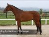 dressage horse Bonfire Heart Gh (Hanoverian, 2013, from Callaho's Benicio)