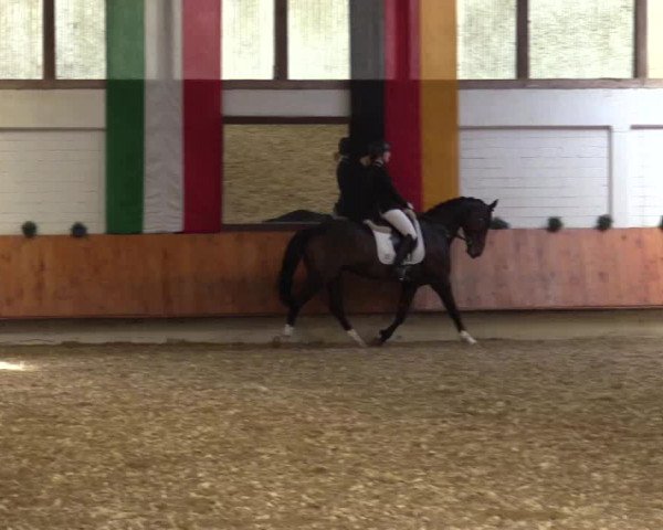 Reitturnier Bottrop 2018