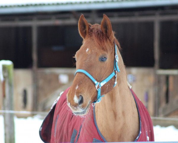 Pferd Aven (Zweibrücker, 2005, von Algra)