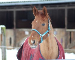 horse Aven (Zweibrücken, 2005, from Algra)