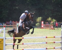 broodmare Sun Princess S (Oldenburg show jumper, 2011, from Cento)