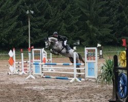 jumper A Centolike S (Oldenburg show jumper, 2013, from Askari)