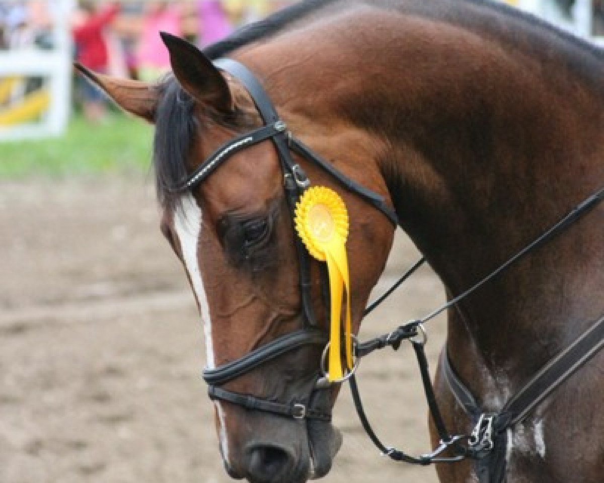 Zuchtstute Santa Fe S (Oldenburger Springpferd, 2006, von Acadius)
