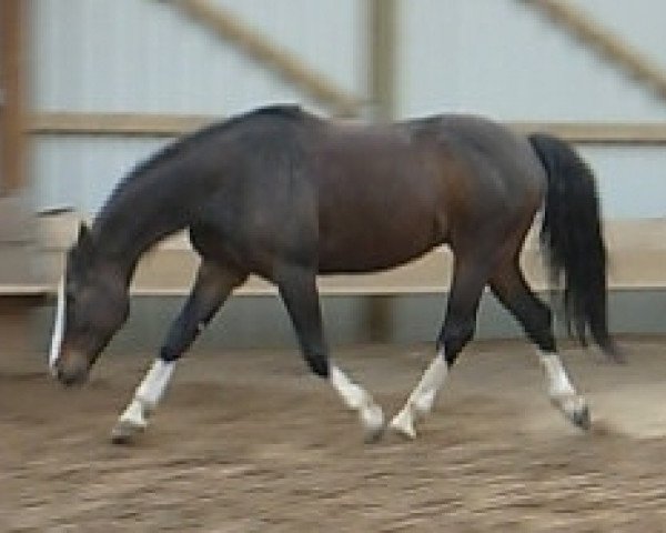 Pferd Remy Martin (Hessisches Warmblut, 1992, von Romanow)