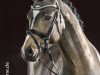 stallion Golden Soul (Westphalian, 2015, from Golden West NRW)