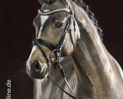 stallion Golden Soul (Westphalian, 2015, from Golden West NRW)