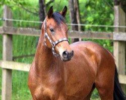 dressage horse Finest Fuyu (Hanoverian, 2015, from Finest)