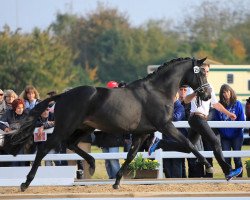 Deckhengst Schneetänzer (Trakehner, 2015, von E.H. Millennium)