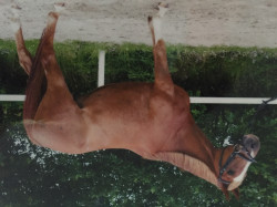 horse Inver Bay (Trakehner, 2002, from Cavallieri xx)