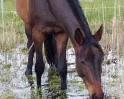 Springpferd Texas Lightning (Deutsches Sportpferd, 2013, von Touch of Love)