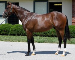 horse Hengst von Pioneerof the Nile xx (Thoroughbred, 2016, from Pioneerof The Nile xx)