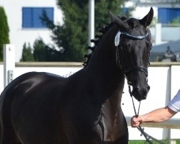 broodmare Kumani vom Loo (Oldenburg, 2012, from Bretton Woods)