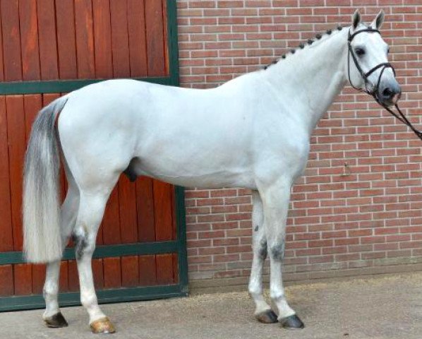 stallion Vingino (KWPN (Royal Dutch Sporthorse), 2002, from Voltaire)