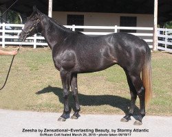 horse Zeesha xx (Thoroughbred, 2015, from Zensational xx)