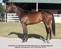 horse Song of the Nile xx (Thoroughbred, 2015, from Pioneerof The Nile xx)