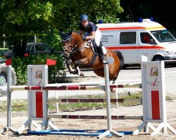 jumper Balera 2 (German Riding Pony, 2008, from Proud Rocketti)