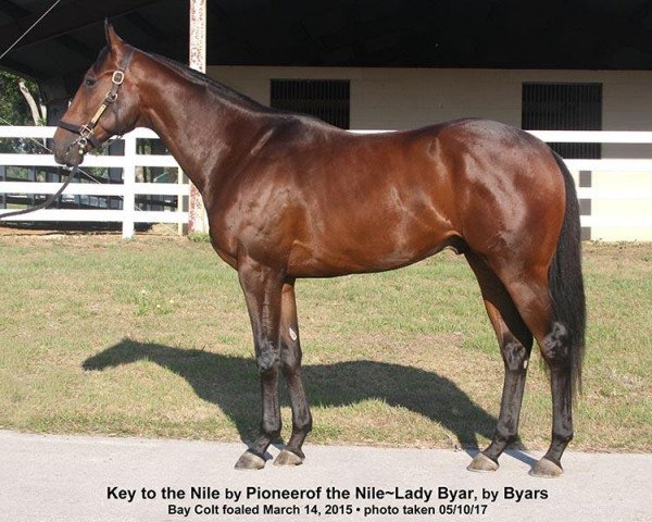 horse Key to the Nile xx (Thoroughbred, 2015, from Pioneerof The Nile xx)