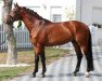 stallion Rigamento Royal (Rhinelander, 2010, from Rigamento OLD)