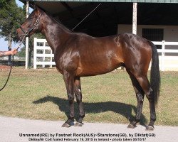 horse Desert Stone xx (Thoroughbred, 2015, from Fastnet Rock xx)