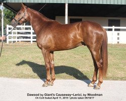 horse Dawood xx (Thoroughbred, 2015, from Giant's Causeway xx)