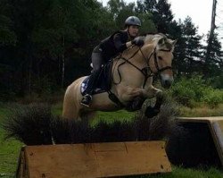 dressage horse Ronvik S (Fjord Horse, 2008, from Robin)